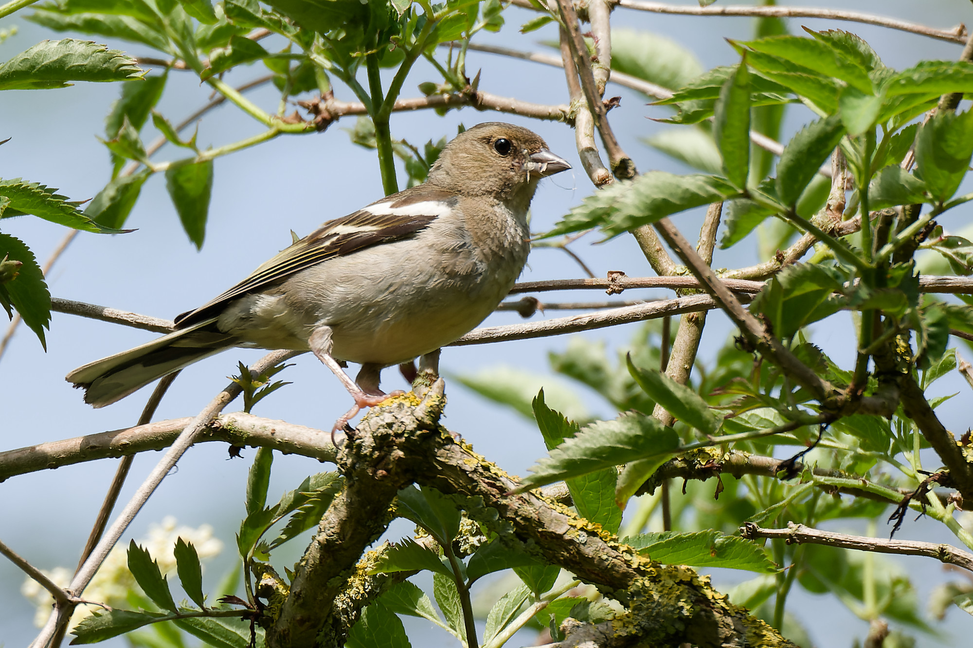 Vink (Fringilla coelebs)
